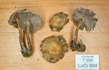 Psilocybe moseri image