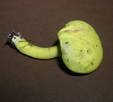 Pulveroboletus ravenelii image