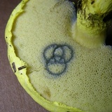 Pulveroboletus ravenelii image