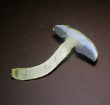 Pulveroboletus ravenelii image