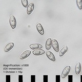 Pulveroboletus ravenelii image