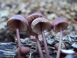 Mycena purpureofusca image