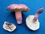 Lanmaoa carminipes image
