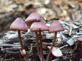 Mycena purpureofusca image