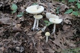 Amanita albocreata image