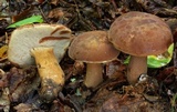 Tylopilus badiceps image