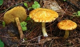 Suillus americanus image