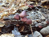 Mycena purpureofusca image
