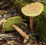 Frostiella russellii image