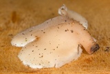 Auriscalpium villipes image