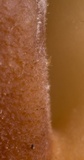 Auriscalpium villipes image