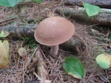Austroboletus gracilis image