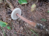 Austroboletus gracilis image