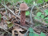 Aureoboletus russellii image