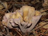 Gomphus clavatus image
