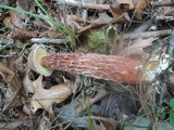 Aureoboletus russellii image