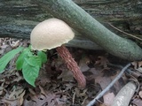 Aureoboletus russellii image