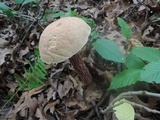 Aureoboletus russellii image