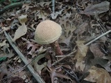 Aureoboletus russellii image