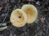 Lactarius maculatipes image