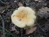 Lactarius maculatipes image