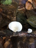 Pleurotus floridanus image