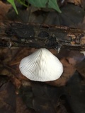 Pleurotus floridanus image