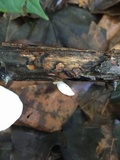 Pleurotus floridanus image