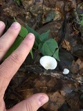 Pleurotus floridanus image