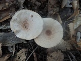 Lactarius quietus var. incanus image