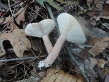 Lactarius quietus image