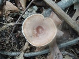 Lactarius quietus image