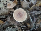 Lactarius quietus image
