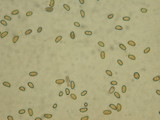 Inocybe sororia image