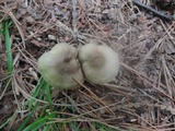 Entoloma lividoalbum image
