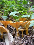 Hygrophoropsis aurantiaca image