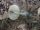 Entoloma rhodopolium image