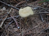 Entoloma flavifolium image