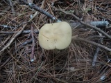 Entoloma flavifolium image