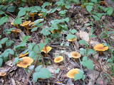 Hygrophoropsis aurantiaca image