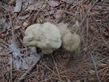 Entoloma lividoalbum image