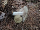 Entoloma lividoalbum image