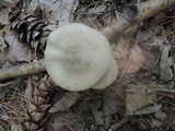 Entoloma lividoalbum image