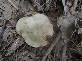 Entoloma lividoalbum image