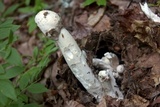 Hypomyces hyalinus image