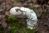 Hypomyces hyalinus image