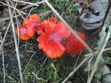 Hygrocybe acutoconica image