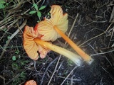 Hygrocybe acutoconica image