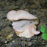 Rhodofomes cajanderi image