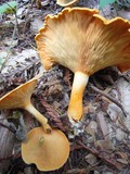Hygrophoropsis aurantiaca image